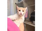 Adopt Alejandro a Domestic Short Hair