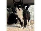 Adopt 2024-28 Cloudy bonded with Cleonie a Domestic Short Hair