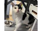 Adopt 28-Declan a Domestic Short Hair