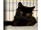 Adopt 2023-113- Ace in foster a Domestic Medium Hair