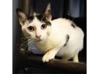 Adopt Lemon Pepper a Domestic Short Hair