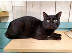 Adopt GOKU a Domestic Short Hair