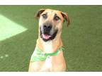 Adopt SULTAN a Great Dane, Mixed Breed