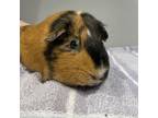 Adopt Cookie 2 a Guinea Pig