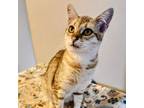 Adopt Brex a Abyssinian, Tabby