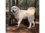 Adopt Vader a Great Pyrenees