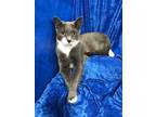 Adopt Buddy a Russian Blue, Tuxedo