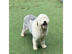 Adopt Flash Gordon 6719 a Old English Sheepdog