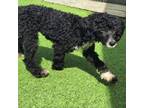 Adopt Pierre - Poodle Pup 1 7306 a Poodle