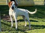 Adopt ROGUE a Hound, Mixed Breed