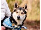 Adopt Carlson a Husky, Terrier