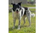 Adopt Sparky a Border Collie, Mixed Breed