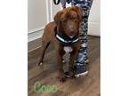 Adopt Coco Man a Chocolate Labrador Retriever