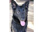 Adopt Aries a German Shepherd Dog