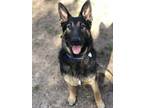 Adopt Argo a German Shepherd Dog