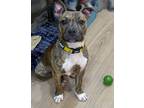 Adopt "Sin"cere a Pit Bull Terrier