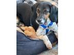 Adopt Freckles a Beagle, Mixed Breed
