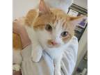 Adopt Laurence a Domestic Short Hair