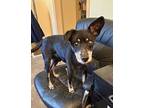 Adopt Frankie a Miniature Pinscher, Mixed Breed