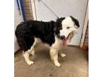 Adopt Ernie a Border Collie, Australian Shepherd