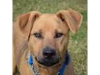 Adopt Nate a German Shepherd Dog, Yellow Labrador Retriever