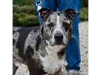 Adopt Wim-Wams a Catahoula Leopard Dog