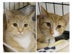 Adopt Big Mac 295 & McRib 296 a Domestic Short Hair