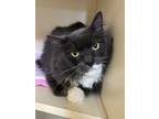 Adopt Treezy a Domestic Long Hair