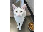 Adopt Marble Cake a Domestic Short Hair