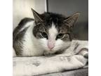 Adopt Billy Goat a Domestic Short Hair