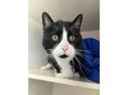 Adopt Jax a Domestic Short Hair