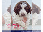 Pyredoodle PUPPY FOR SALE ADN-768062 - Small F2 Pyredoodle