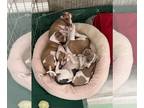 Italian Greyhound PUPPY FOR SALE ADN-768034 - Adorable Iggys