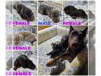 Doberman Pinscher PUPPY FOR SALE ADN-768031 - PUREBRED REGISTERED DOBERMAN