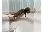 Dachshund PUPPY FOR SALE ADN-767944 - Dachshund Puppy