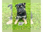 German Shepherd Dog PUPPY FOR SALE ADN-767939 - AKC black German Shepherd