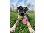 Adopt Kiefer a Catahoula Leopard Dog