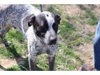 Adopt Mullet a Cattle Dog, Border Collie