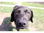 Adopt Spike a Labrador Retriever