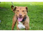 Adopt Abdi a Pit Bull Terrier