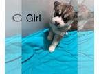 Siberian Husky PUPPY FOR SALE ADN-768005 - Husky Puppies