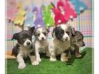 Pembroke Welsh Corgi-Yorkshire Terrier Mix PUPPY FOR SALE ADN-767982 - Adorable