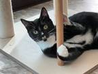 Adopt Tux a Domestic Short Hair