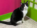 Adopt Tuck a Domestic Short Hair