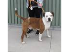 Adopt BLU JARETH a Pit Bull Terrier
