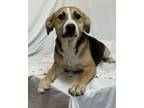 Adopt Stark a Boxer, Hound