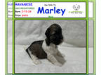Havanese PUPPY FOR SALE ADN-768051 - Say Hello to Marley