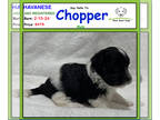 Havanese PUPPY FOR SALE ADN-768050 - Say Hello to Chopper