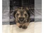 Schnauzer (Miniature) PUPPY FOR SALE ADN-768044 - Miniature Schnauzer Teddy