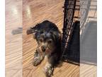 Yorkshire Terrier PUPPY FOR SALE ADN-768042 - Yorkshire Terrier Registered